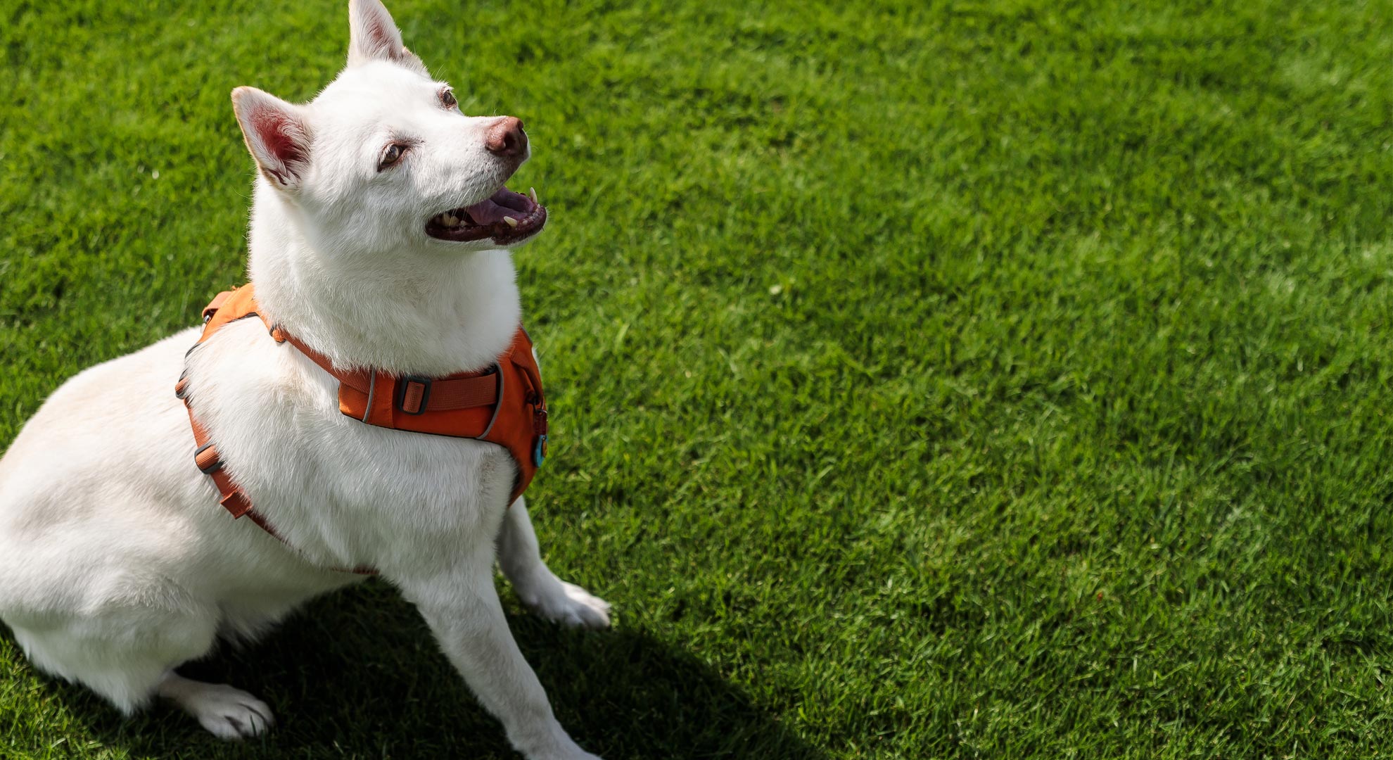 愛犬とくつろぐ、北欧風コテージ